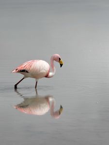 Превью обои фламинго, вода, птица, туман