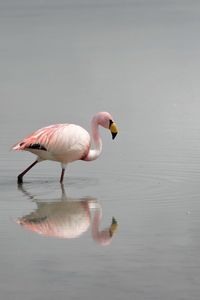 Превью обои фламинго, вода, птица, туман