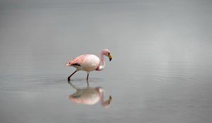 Превью обои фламинго, вода, птица, туман