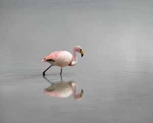 Превью обои фламинго, вода, птица, туман