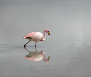 Превью обои фламинго, вода, птица, туман