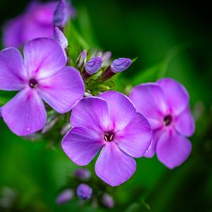 Превью обои флокс, цветы, лепестки, фиолетовый, макро