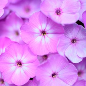 Превью обои флоксы, цветы, лепестки, градиент, розовый