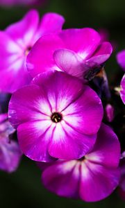 Превью обои флоксы, цветы, лепестки, природа, макро, розовый