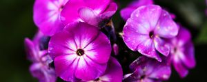 Превью обои флоксы, цветы, лепестки, природа, макро, розовый