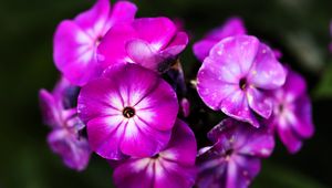 Превью обои флоксы, цветы, лепестки, природа, макро, розовый