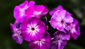 Превью обои флоксы, цветы, лепестки, природа, макро, розовый