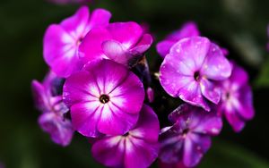 Превью обои флоксы, цветы, лепестки, природа, макро, розовый