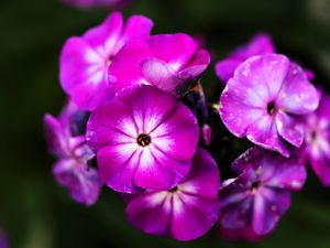 Превью обои флоксы, цветы, лепестки, природа, макро, розовый