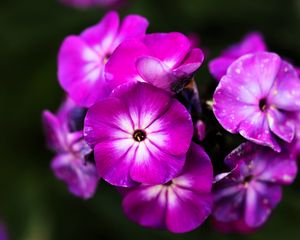 Превью обои флоксы, цветы, лепестки, природа, макро, розовый