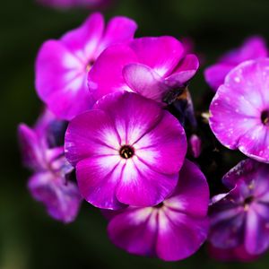 Превью обои флоксы, цветы, лепестки, природа, макро, розовый