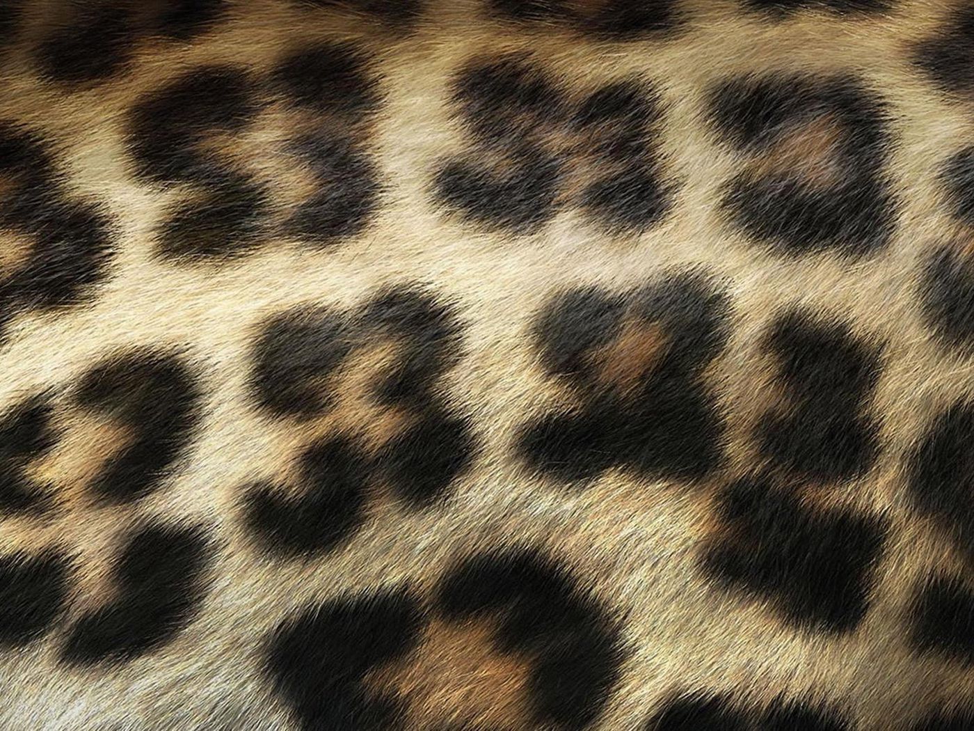 Cat texture. Леопард паттерн. Леопардовый мех. Леопардовый фон. Шерсть леопарда.