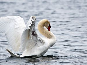 Превью обои фон, вода, рябь, птица, белый, лебедь