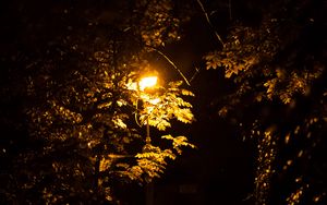 Превью обои фонарь, деревья, ночь