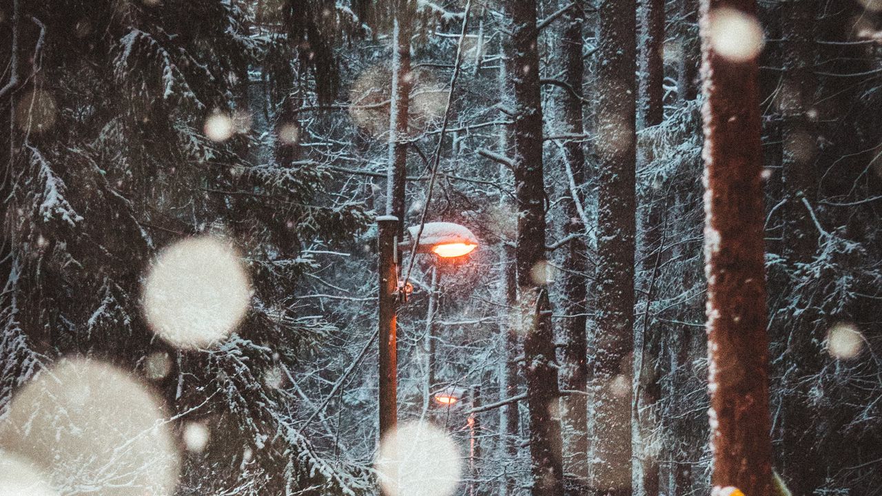 Обои фонарь, деревья, снег, зима