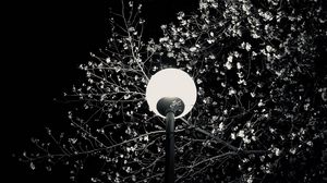 Превью обои фонарь, дерево, ветки, цветы, ночь