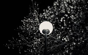 Превью обои фонарь, дерево, ветки, цветы, ночь