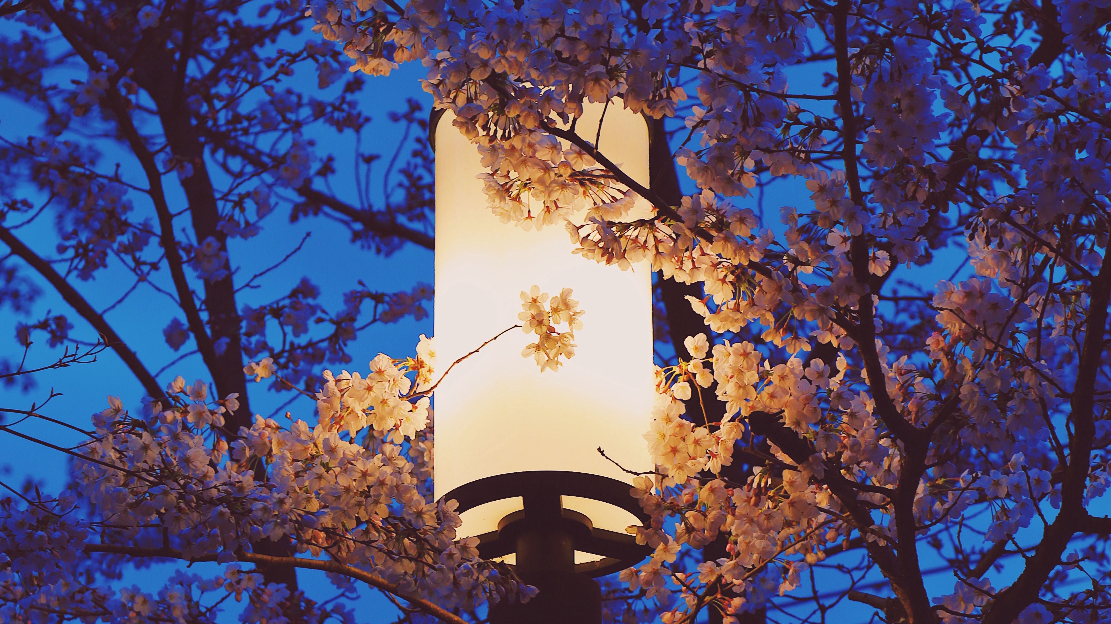 Сакура фонари. Фонари на деревьях. Весенняя ночь. Весенний фонарь.