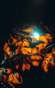 Превью обои фонарь, свет, листья, ветки, осень
