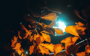 Превью обои фонарь, свет, листья, ветки, осень