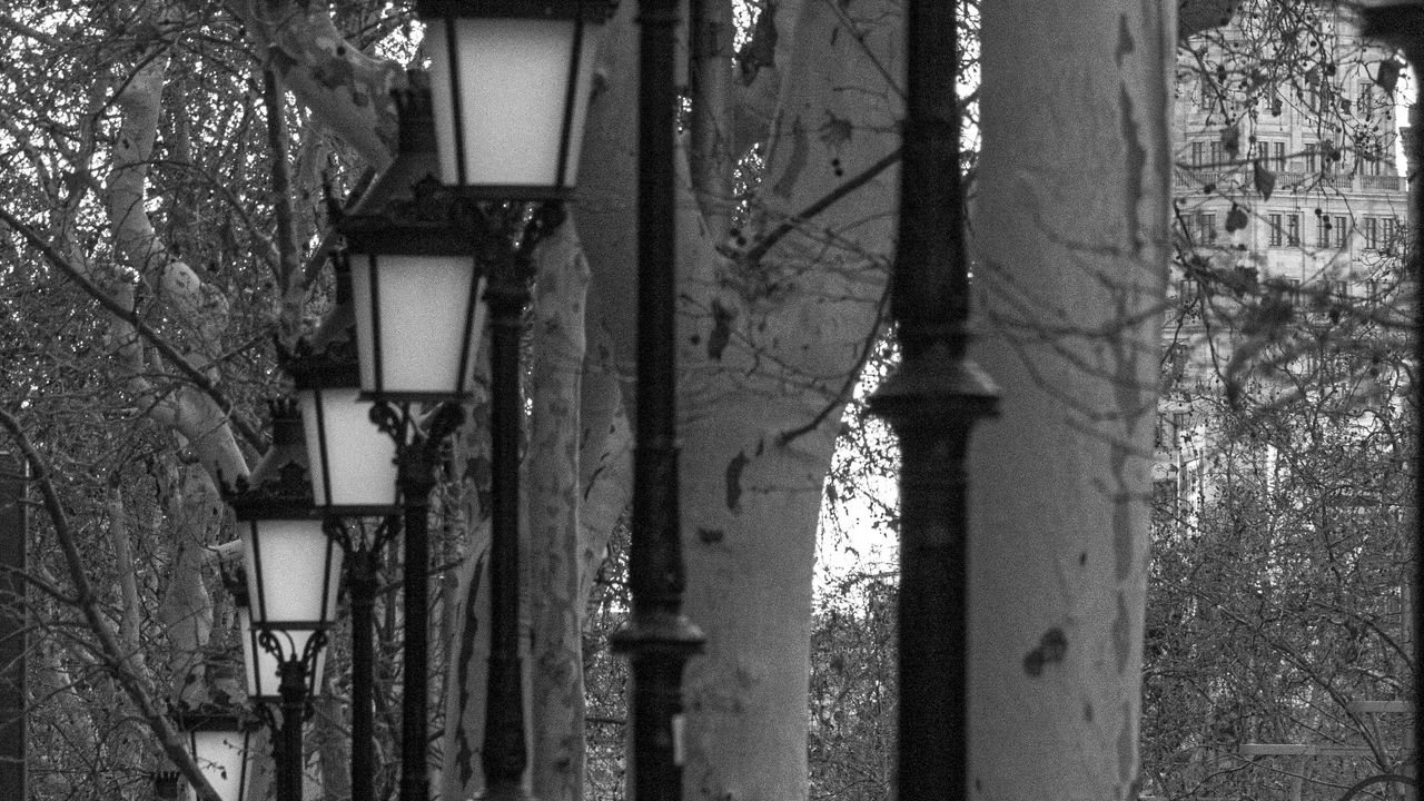 Обои фонари, деревья, аллея, черно-белый