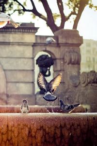 Превью обои фонтан, голуби, взмах, крылья