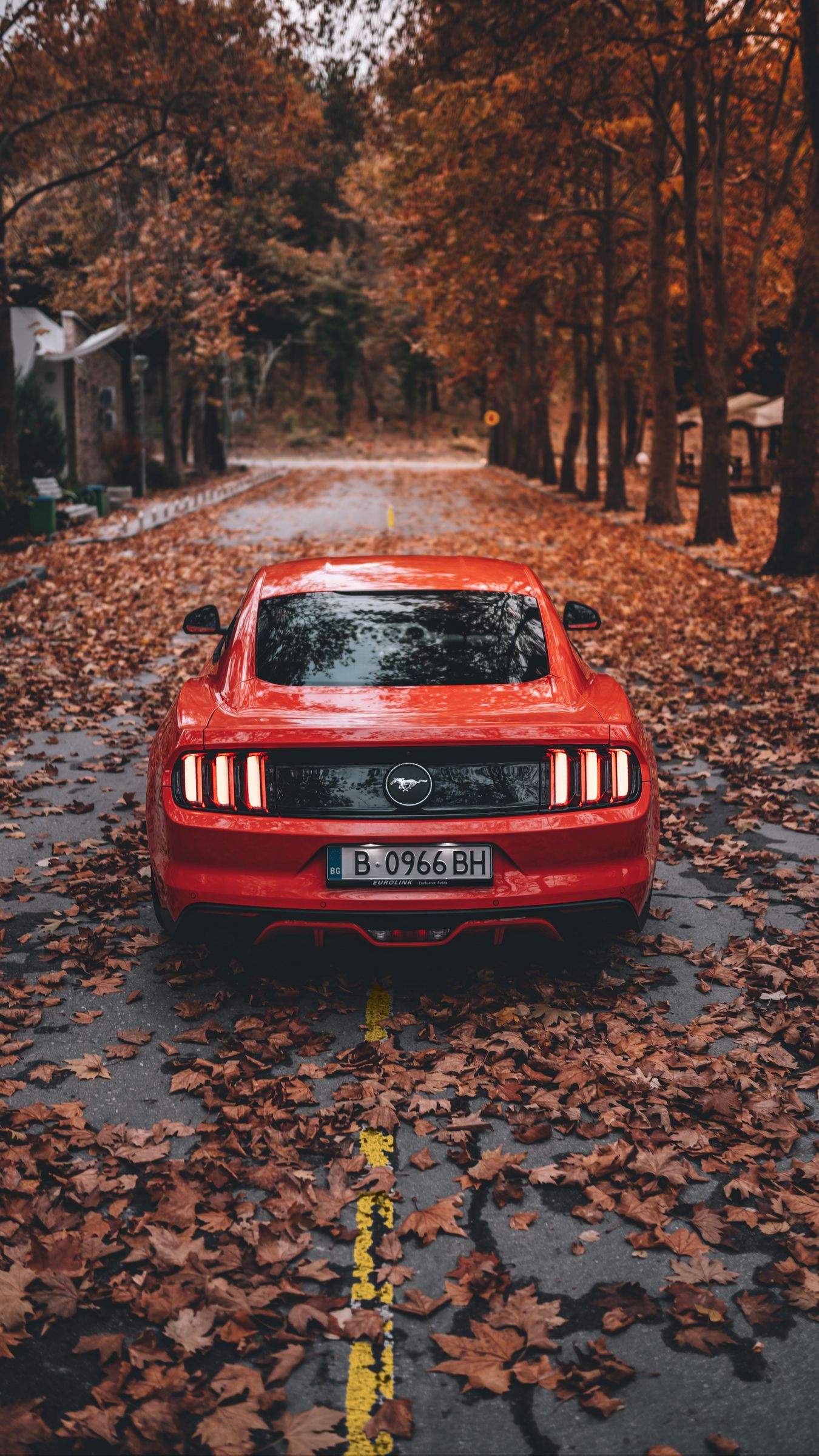 Скачать 1350x2400 ford mustang, ford, автомобиль, спорткар, красный,  дорога, осень обои, картинки iphone 8+/7+/6s+/6+ for parallax