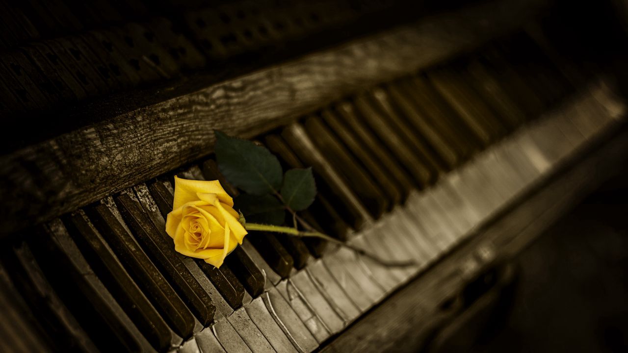 Обои фортепиано, роза, клавиши