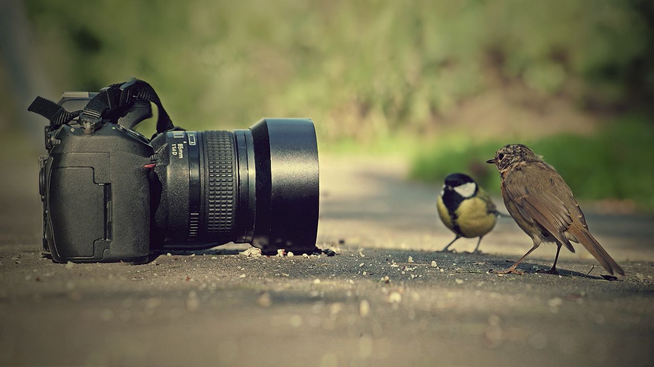 Обои фотоаппарат, воробей, синица, птицы, позировать