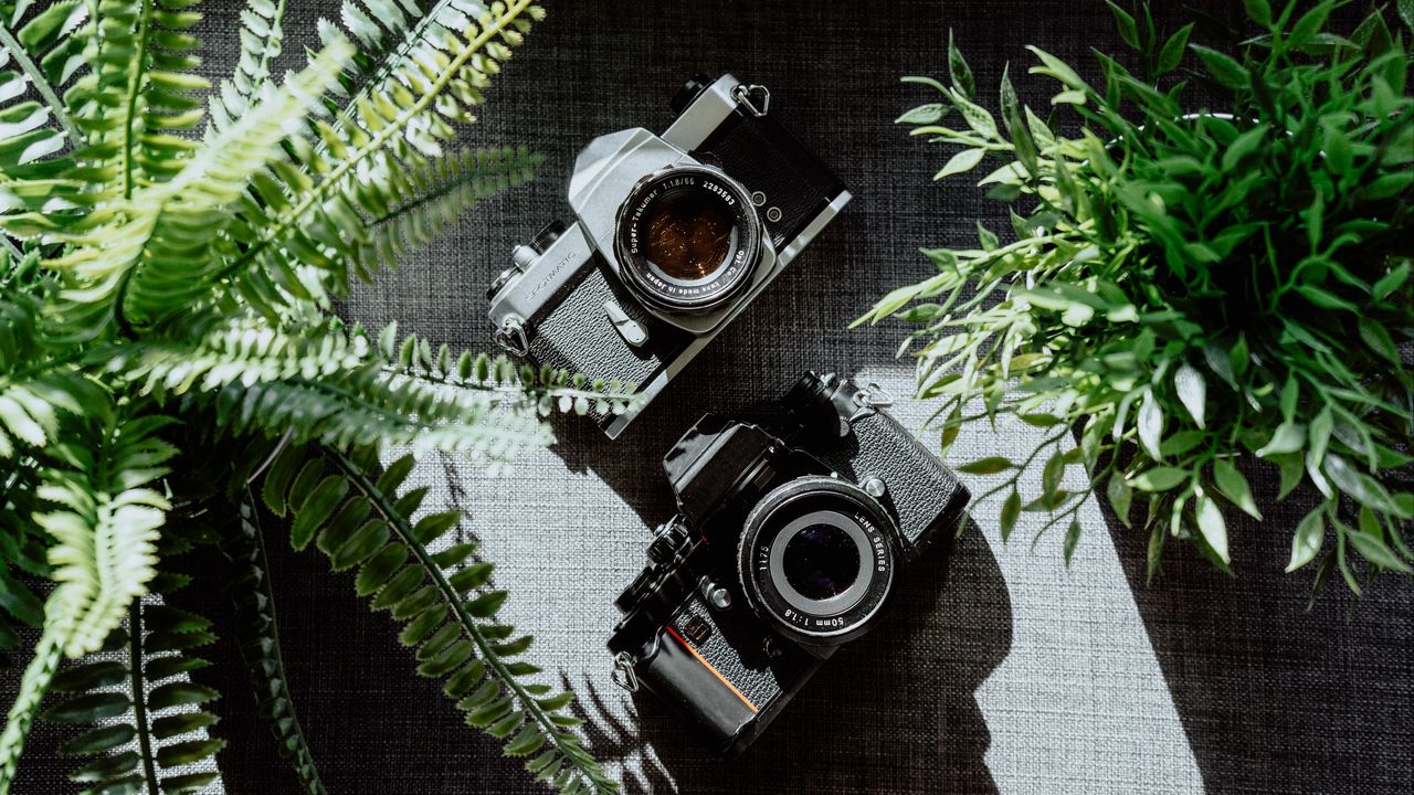 Обои фотоаппараты, черный, объективы, растения