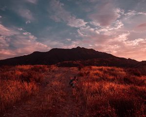 Превью обои фотограф, трава, поле, небо, закат