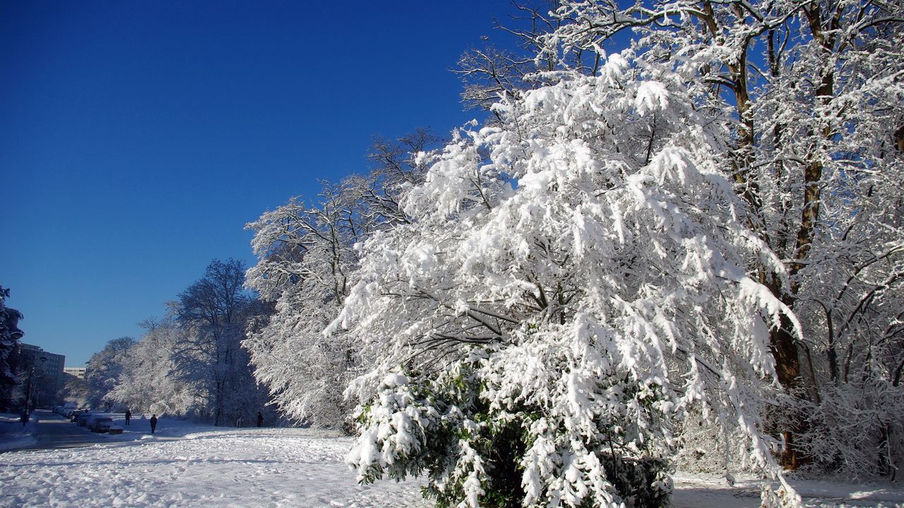 Обои франция, велизи-вилакубле, деревья, иней, снег, зима, ясно