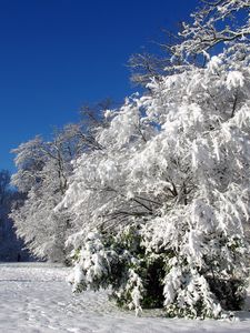 Превью обои франция, велизи-вилакубле, деревья, иней, снег, зима, ясно
