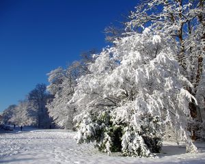 Превью обои франция, велизи-вилакубле, деревья, иней, снег, зима, ясно