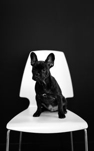 Превью обои французский бульдог, щенок, собака, черный, питомец