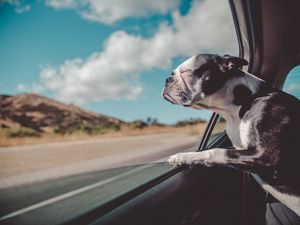 Превью обои французский бульдог, собака, окно, выглядывать, путешествие