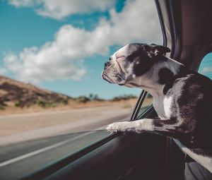 Превью обои французский бульдог, собака, окно, выглядывать, путешествие