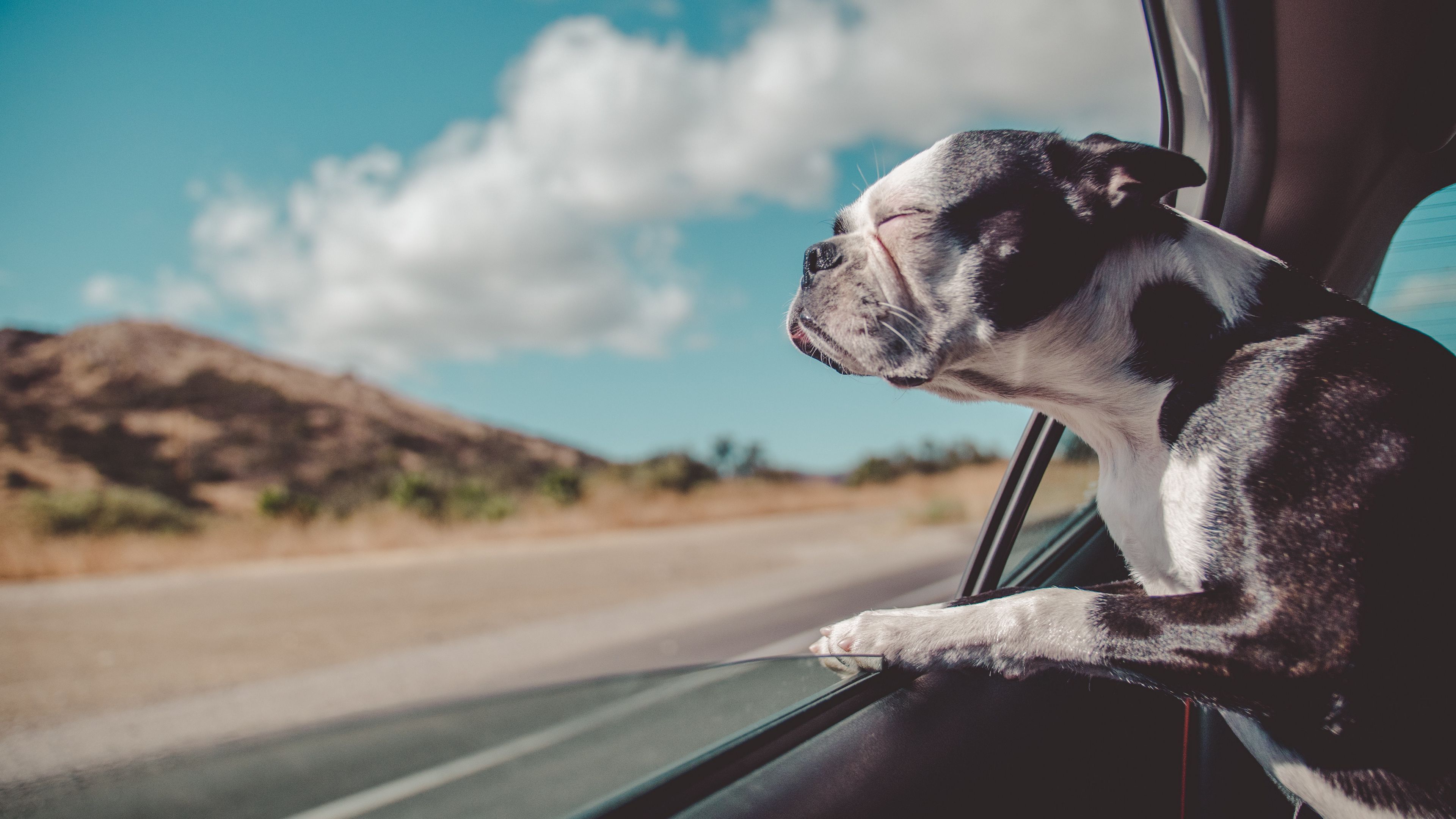 Можно ездить на собаке. Собака в машине. Собака из машины. Собака в окне машины. Собака из окна машины.