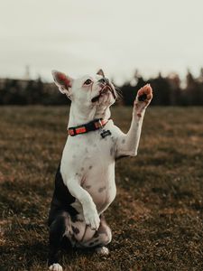 Превью обои французский бульдог, собака, питомец, белый, забавный