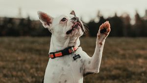 Превью обои французский бульдог, собака, питомец, белый, забавный
