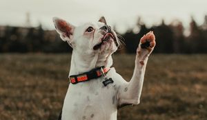 Превью обои французский бульдог, собака, питомец, белый, забавный