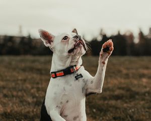 Превью обои французский бульдог, собака, питомец, белый, забавный