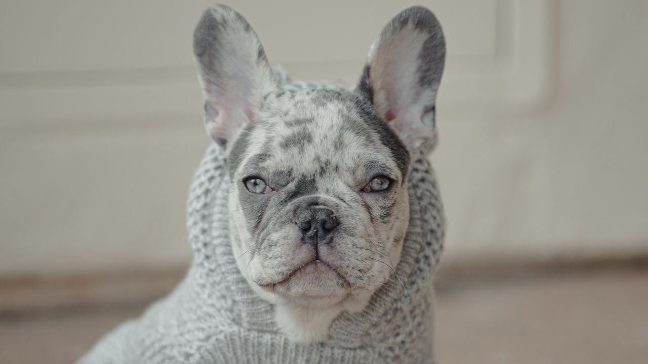 Обои французский бульдог, собака, питомец, альбинос, свитер