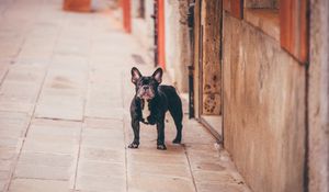 Превью обои французский бульдог, собака, улица