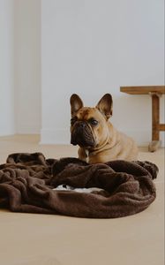 Превью обои французский бульдог, собака, взгляд, питомец