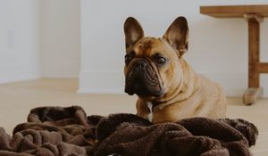 Превью обои французский бульдог, собака, взгляд, питомец