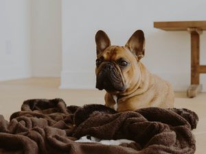 Превью обои французский бульдог, собака, взгляд, питомец