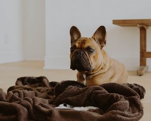 Превью обои французский бульдог, собака, взгляд, питомец