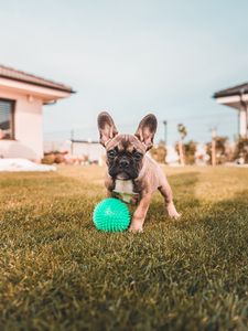 Превью обои французский бульдог, собака, забавный