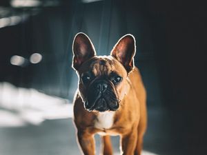 Превью обои французский бульдог, взгляд, собака, питомец